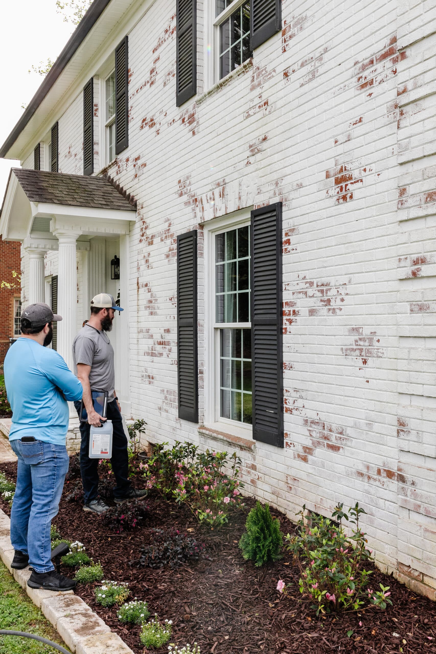 cleaning algae and dirt on limewash brick around a flower bed